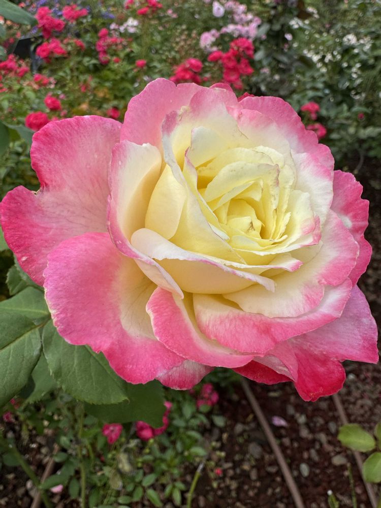 みとくさんの港の見える丘公園への投稿