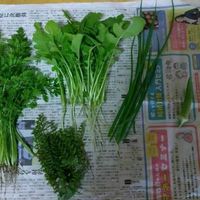 穂紫蘇,葉ネギ,葉大根,丸莢オクラエメラルド,キャロリアの画像