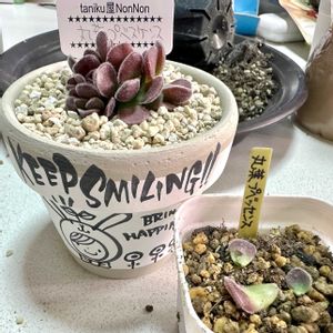 クラッスラ 丸葉プベッセンス,クラッスラ 広葉プベッセンス,成長記録 丸葉プベシェンス,お出掛け先,神奈川タニラーの画像