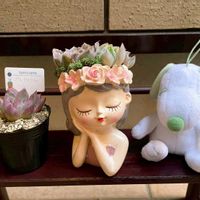 セダム,デビー,エレガンス,シムランス ラグナサンチェス,スノーバニーの画像