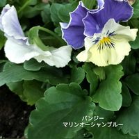 リンドウ,パンジー マリアブルーオーシャン,パンジー 虹色スミレ,青い花マニア,チーム・ブルーの画像