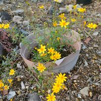 ウインターコスモス,ダリア,ヤマブキ,レモンマリーゴールド,ガーデニングの画像