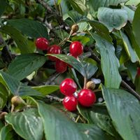 ユスラウメ,今日のお散歩,歩くの大好き♡の画像