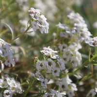 オジギソウ,コスモス,ホトトギス,アベリア,ガウラ リリポップピンクの画像