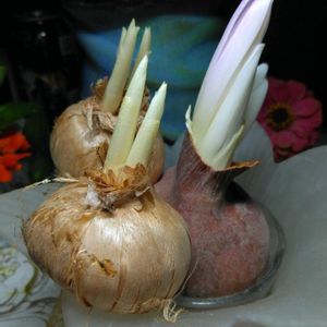 サフラン,八重咲きコルチカム,球根,放置栽培,綺麗✨の画像