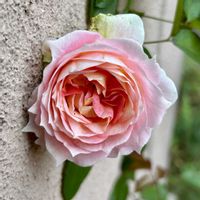 セントラルローズ,ロビン,つるバラ　シーザー,バラ 鉢植え,つるバラの画像