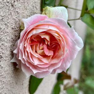 セントラルローズ,ロビン,つるバラ　シーザー,バラ 鉢植え,つるバラの画像