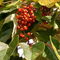 イイギリ,イチゴ,クランベリー,イイギリの赤い実,綺麗な色♡の画像