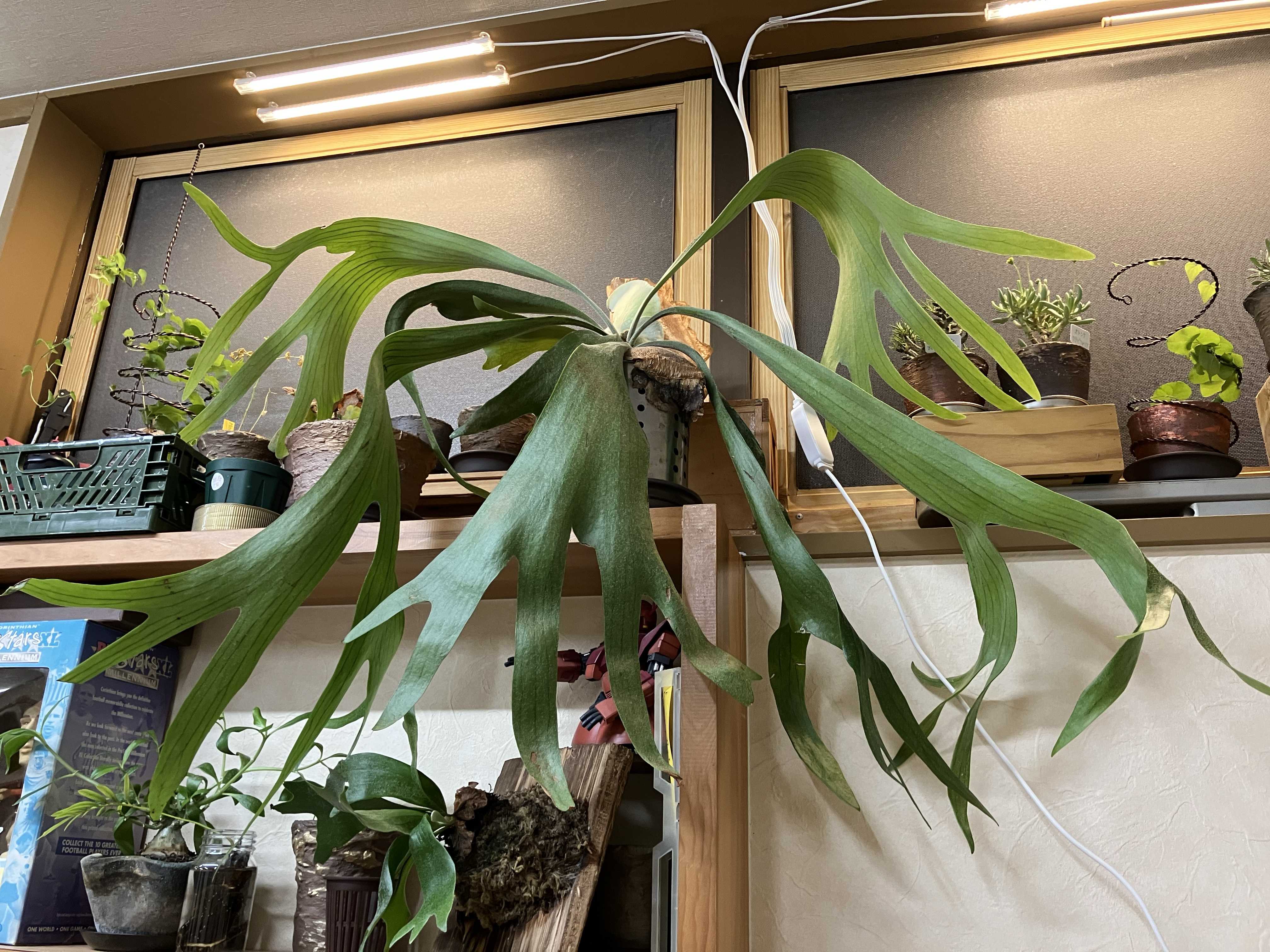 ビカクシダ スーパーバム 現品) ビカクシダ スパーバム (No.40985) | ビカクシダ,ヒリー