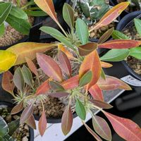 パキポディウム,恵比寿笑い,ユーフォルビア・ギラウミニアナ,ユーフォルビア・ギラウミニアナ,Euphorbia guillauminianaの画像