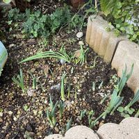 スイセン,ガーデニング,水仙の芽の画像