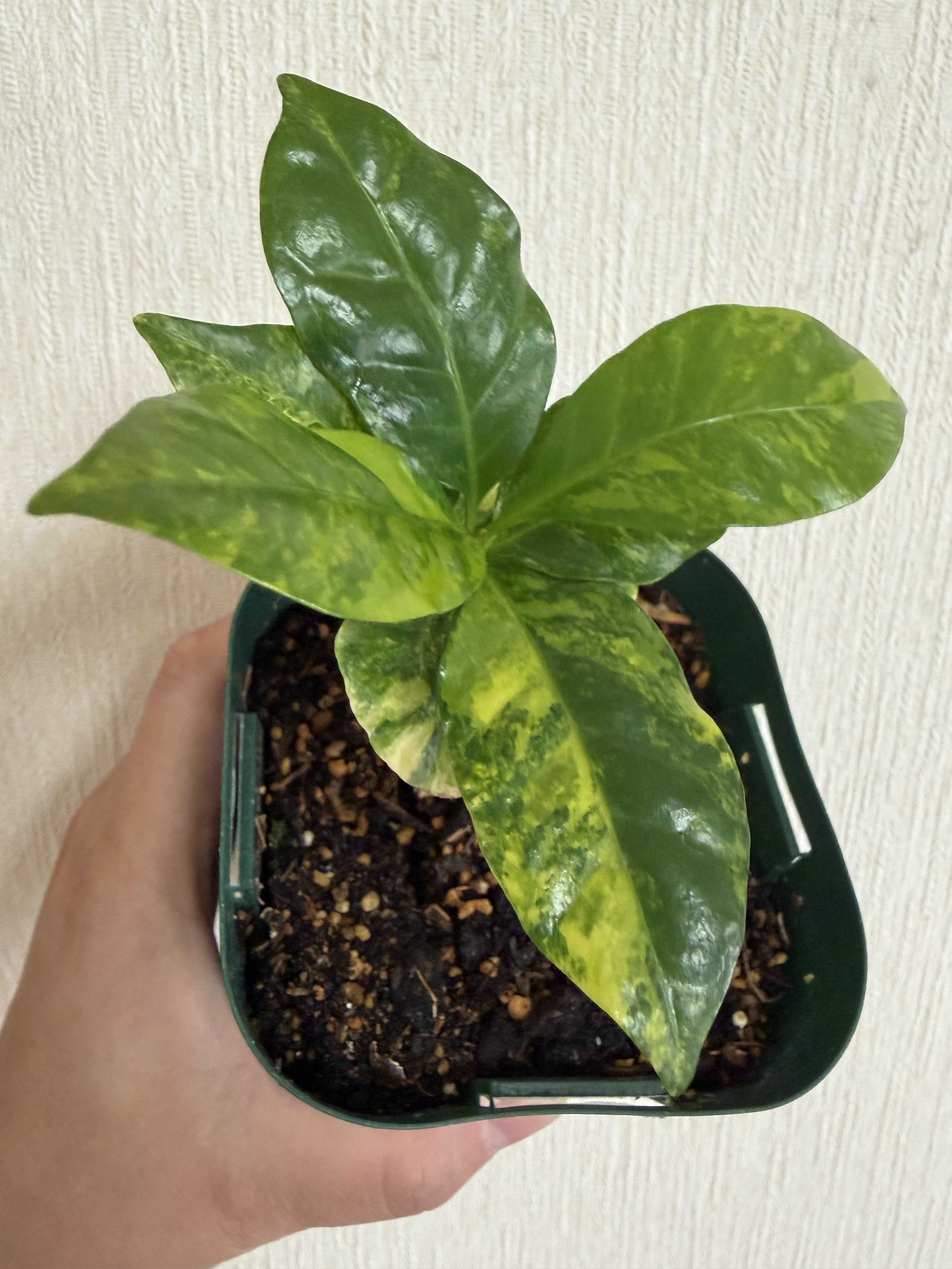 サマーセール❗️超希少❗️1株限定 コーヒーの木斑入✨ 斑入りコーヒーの木の一覧｜🍀GreenSnap（グリーンスナップ）
