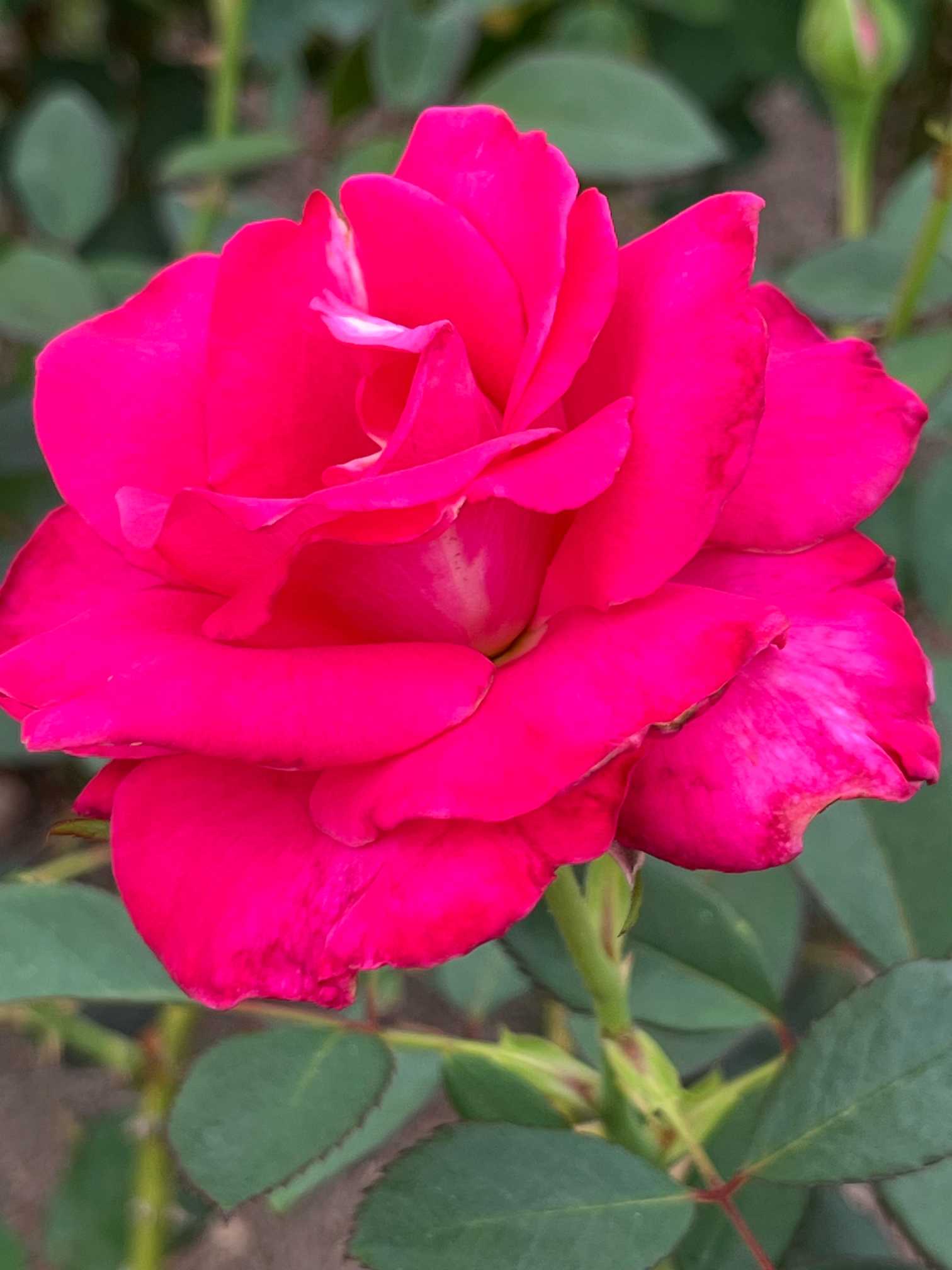 秋薔薇　ページ 2025 京都府立植物園の秋薔薇｜🍀GreenSnap（グリーンスナップ）