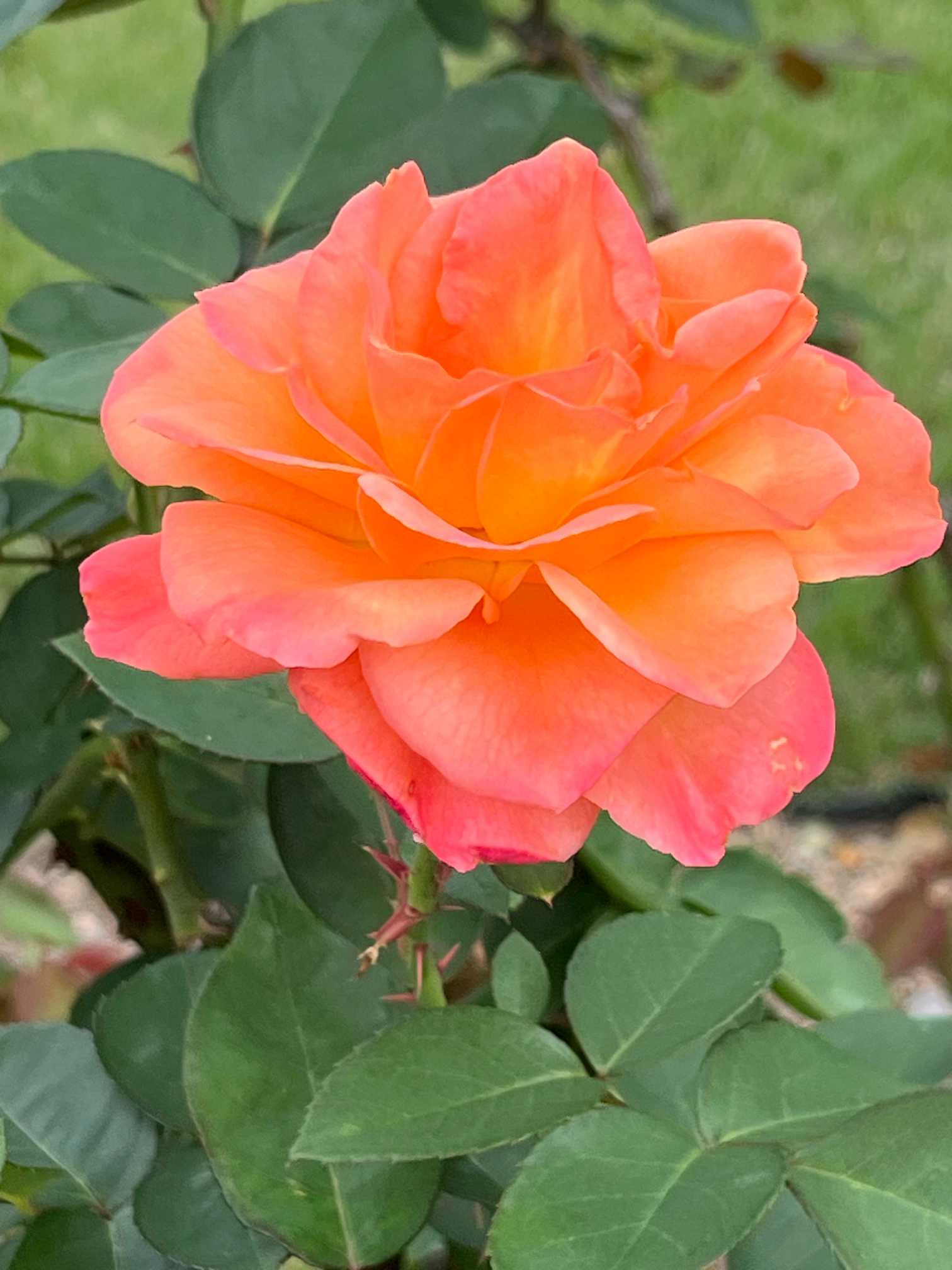 2025 京都府立植物園の秋薔薇｜🍀GreenSnap（グリーンスナップ）