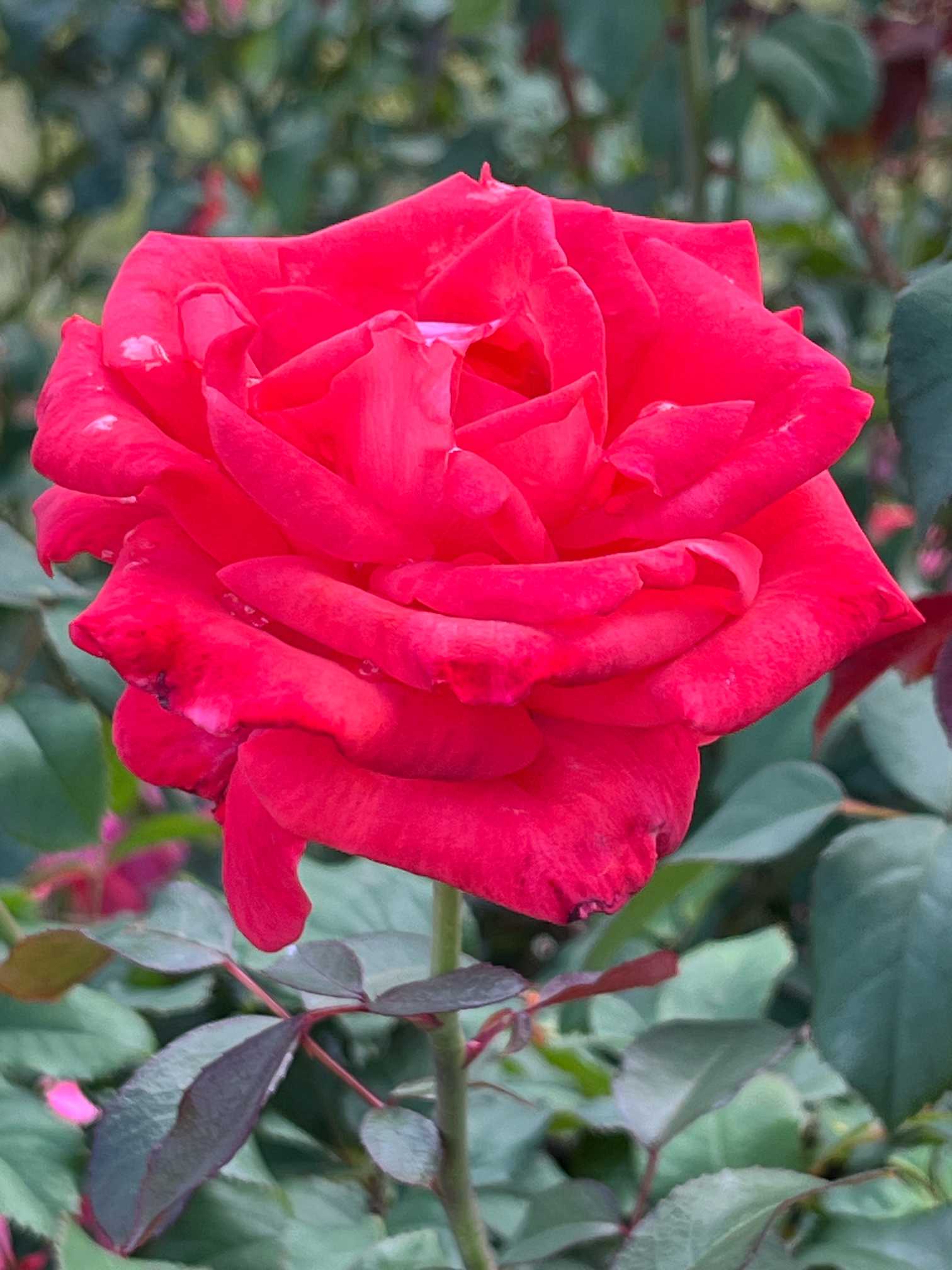 秋薔薇　ページ 2025 京都府立植物園の秋薔薇｜🍀GreenSnap（グリーンスナップ）