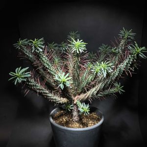 紅彩ロリカ,ユーフォルビア 紅彩ロリカ,ユーフォルビア,トゲトゲ,暴れん坊の画像