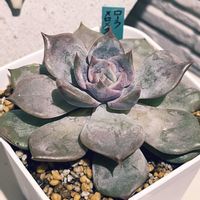 ローラ×ロメオ,植え替え,多肉のある暮らし,もらいもの,多肉の土の画像