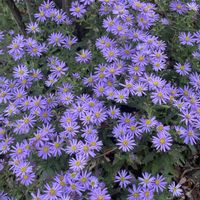 ゴーヤ,ゴーヤ,ノコンギク,ノコンギク,オニタビラコの画像