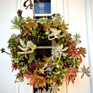多肉のリース,寄せ植え,多肉植物,多肉植物寄せ植え,リースの画像