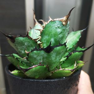 アガベ,アガベ チタノタ,アガベ チタノタ パンダ,アガベ チタノタ熊猫,チタノタ パンダの画像