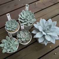 エケベリア,トロムソ,ホリコロ×（ユリアナ×チワワエンシス）,ラウイ×ザラゴーサsp ノバ,（Fo48サンタマリア×ラウイ）×（ユリアナ×チワワエンシス）の画像