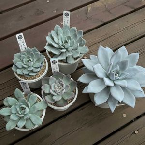 エケベリア,トロムソ,ホリコロ×（ユリアナ×チワワエンシス）,ラウイ×ザラゴーサsp ノバ,（Fo48サンタマリア×ラウイ）×（ユリアナ×チワワエンシス）の画像