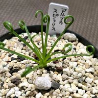 アルブカ,アルブカ スピラリス,ラピラリス,多肉植物,初購入の画像