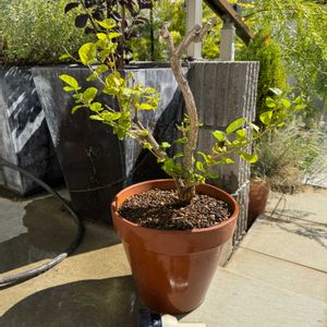 ジャスミン グレイスフルレディ・ジェイド,観葉植物,鉢植え,植え替え,ガーデニングの画像