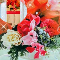 コスモス,モミジ,チョコレートコスモス,イロハモミジ,もみじの画像