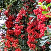 バラ,ピラカンサ,ルクリア,ハクリュウ,ホソバヒイラギナンテンの画像