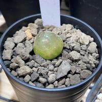 コノフィツム・ブルゲリ,コノフィツム・ブルゲリ,多肉植物,コノフィツム属の画像