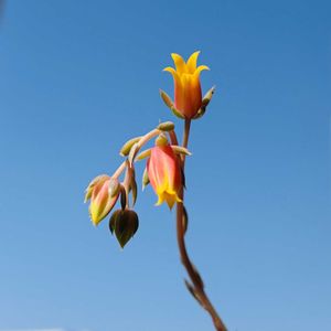 ヤマトヒメ,多肉植物,植え替え,ダイソー,エケベリア属の画像