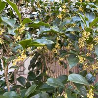 金木犀,銀木犀の画像