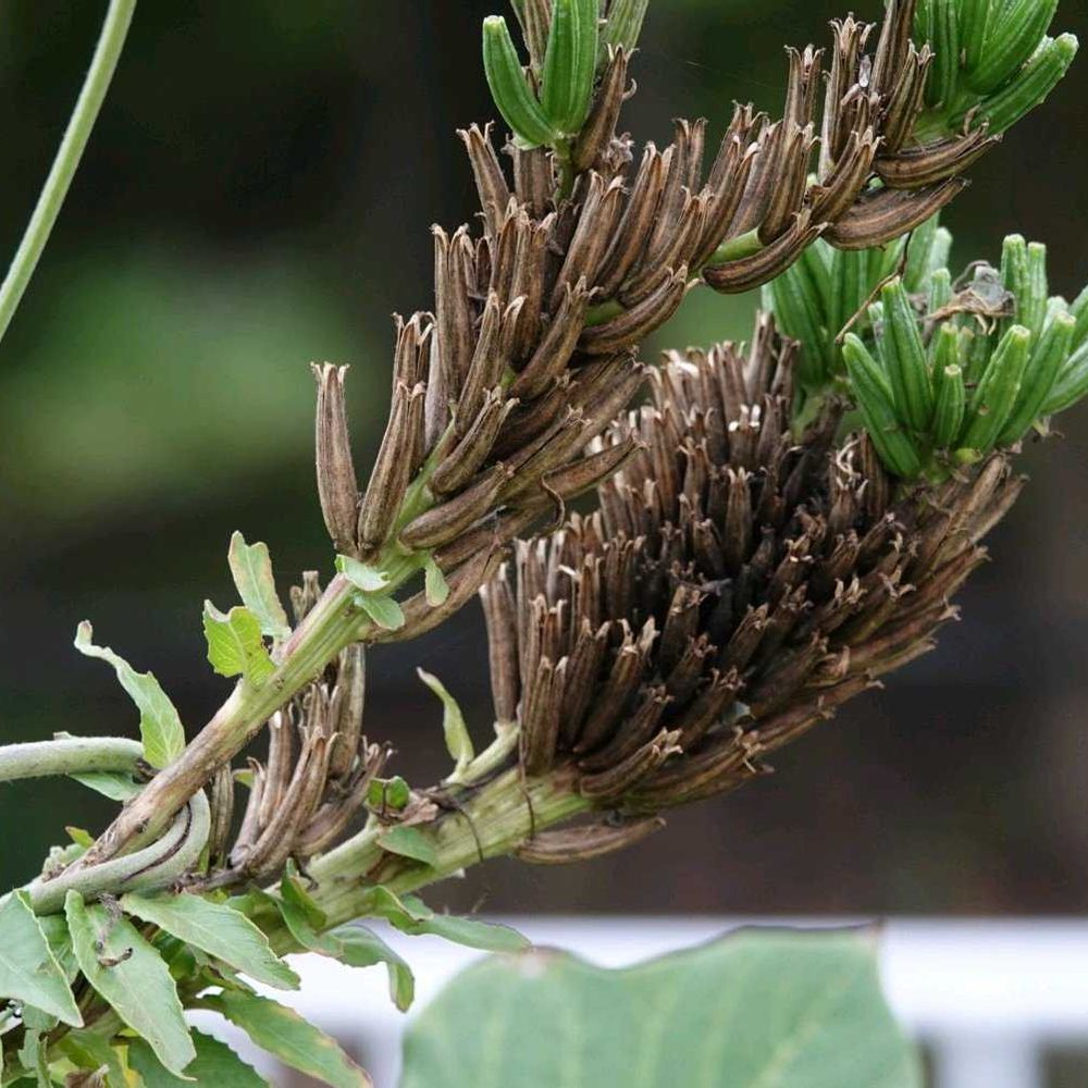 serendipityrumiさんの金沢区への投稿