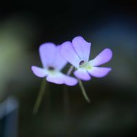 ムシトリスミレ,ヒメアシナガムシトリスミレ,ヒメアシナガムシトリスミレ,タヌキモ科,咲くやこの花館の画像