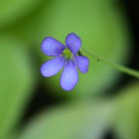 ムシトリスミレ,ピングイクラ　ギガンテア,食虫植物,タヌキモ科,咲くやこの花館の画像