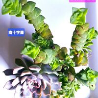南十字星,ヘラクレス,多肉植物,多肉植物寄せ植え,クラッスラ属の画像