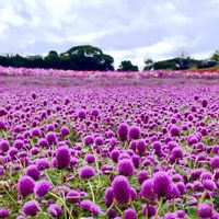 コスモス,サルビア,センニチコウ,ソバ,千日紅・ファイヤーワークスの画像