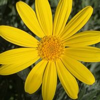 ユリオプスデージー,ビタミンカラー,黄色い花,キレイ☆,元気いっぱいの画像