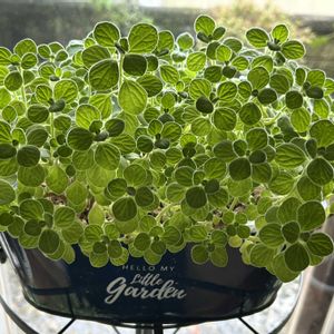 カーネーション,アロマティカス,ポリゴナム（ヒメツルソバ）,ナツツバキの画像