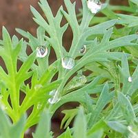 ボンザマーガレット,アブチロン ホワイトキング,ホソバウンラン,うちの庭,東北人花の会の画像