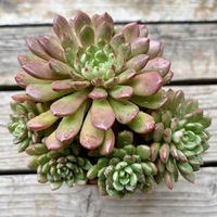 ピンクルルビー,ピンクルビー,バッシュフル,多肉植物,子株の画像