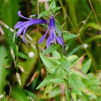 サワギキョウ,サワギキョウ,サワギキョウ,山野草,多年草の画像