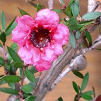 ギョリュウバイ,GSに感謝。,お花のある暮らし,元気に育ててますよ,チーム新潟の画像