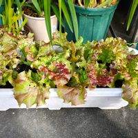 サニーレタス,サニーレタス,ガーデニング,ボタニカルライフ,お庭の植物の画像