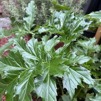 アカンサス,アカンサス,アカンサス モリスの画像