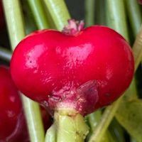 ピーマン,二十日大根,二十日大根,胡瓜,おでん大根 の画像