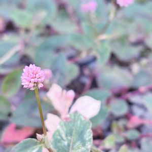 斑入りポリゴナム,ポリゴナム（ヒメツルソバ）,ポリゴナム セレブピンク,グランドカバー,山野草の画像