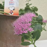 オオベンケイソウ,多肉植物,鉢植え,多肉初心者,可愛いの画像