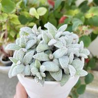 月兎耳,福兎耳,カランコエ属,毎月３日は耳の日,モケモケ兔の画像